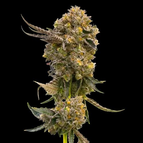 Fruit Feminized