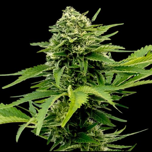 Sour Jack Feminized