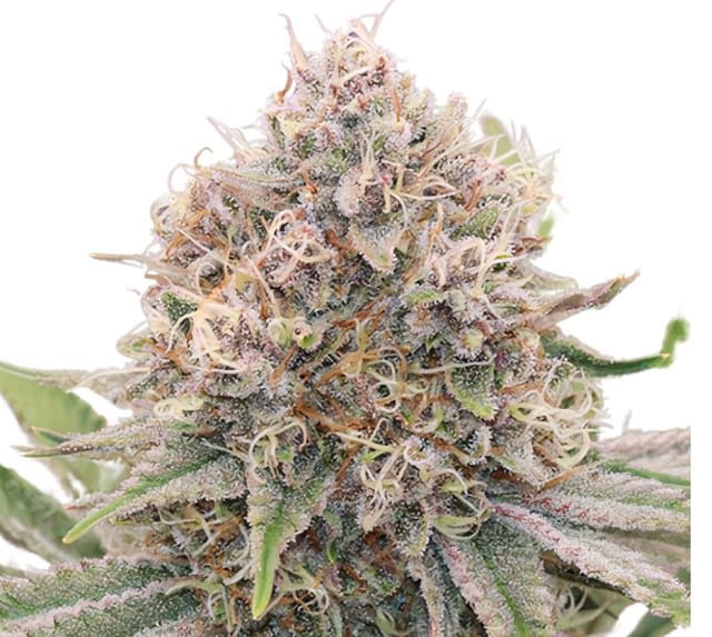 5th Element Feminized