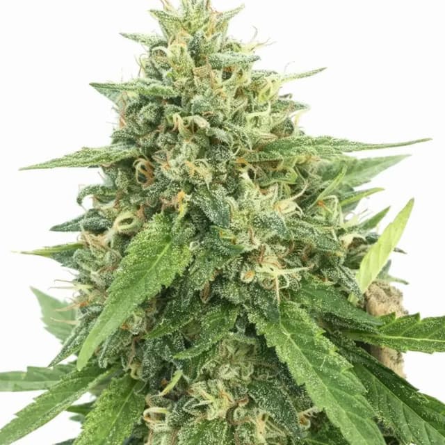 American Haze Feminized