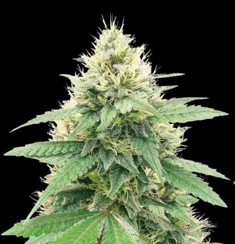 Banana Diesel Feminized
