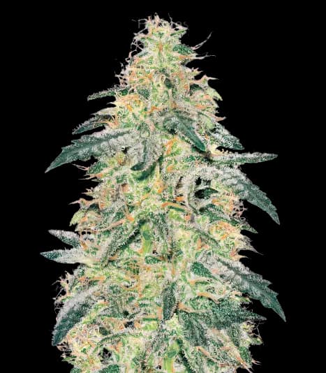 Barbara Bud Feminized