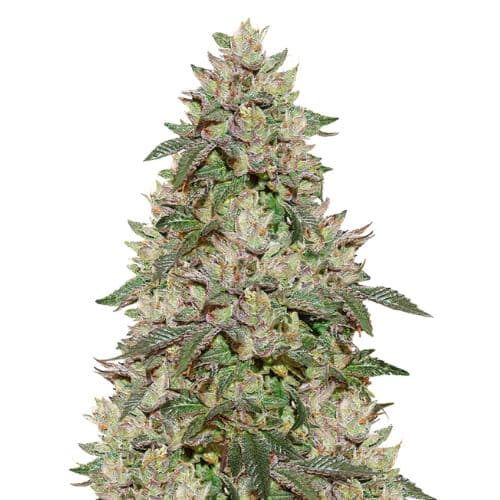 Birthday Cake Kush Feminized
