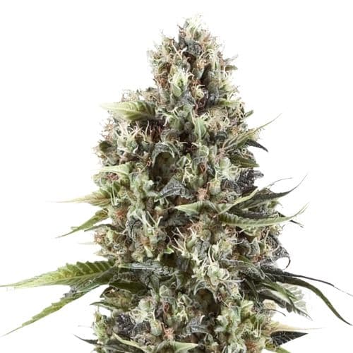 Black Betty Feminized