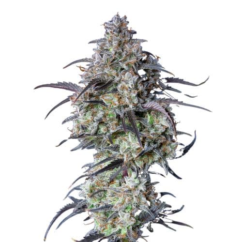 Black Water Purple OG Cheese Feminized