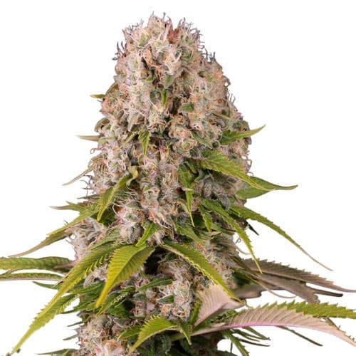 Blue Cheese Feminized