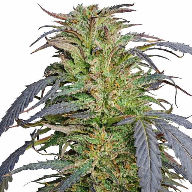 Blue Dragon Feminized