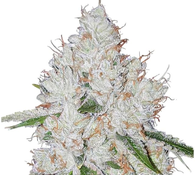 Chem Valley Kush Feminized