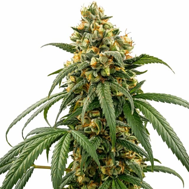 Confidential Cheese Feminized