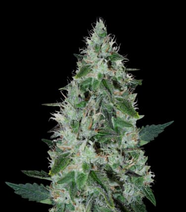 Dakini Kush Feminized