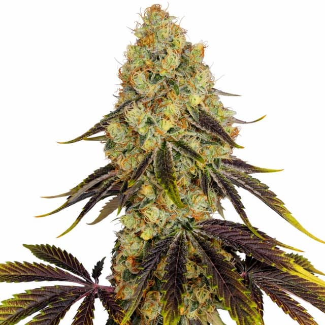 French Cookies Feminized