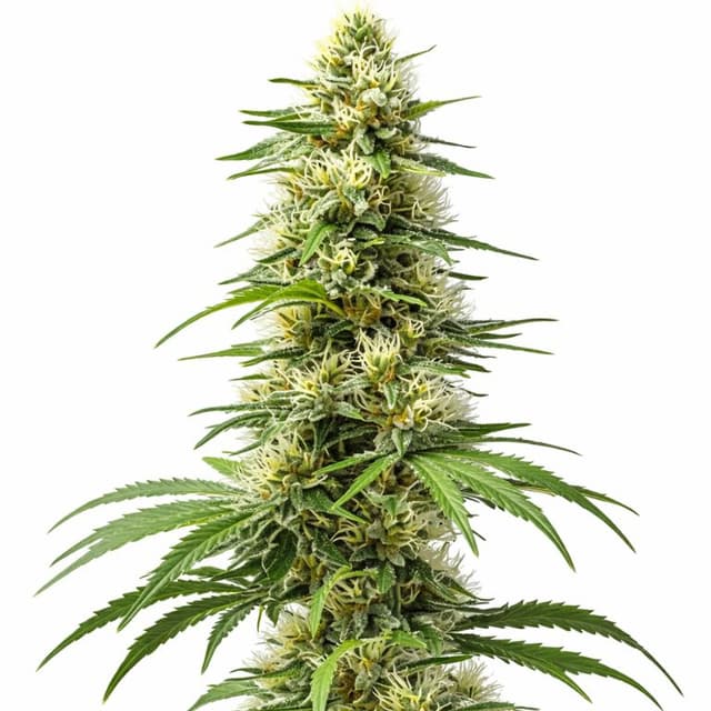Harlequin CBD Feminized