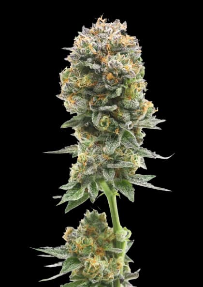 Iron Triangle Feminized