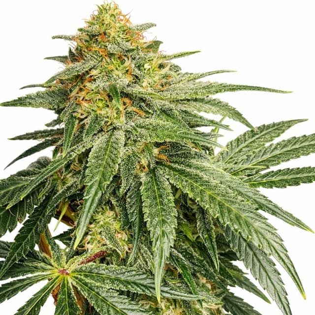 Jesus Juice Feminized