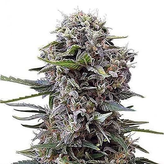 Lime Purple Mist Feminized