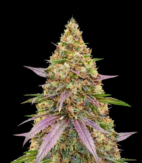 Money Maker Feminized