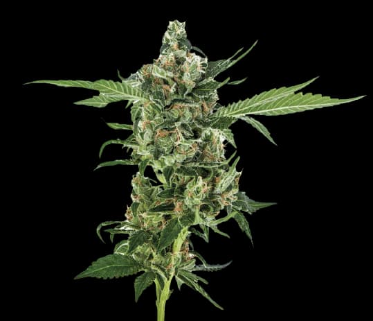 Oregon Diesel Feminized