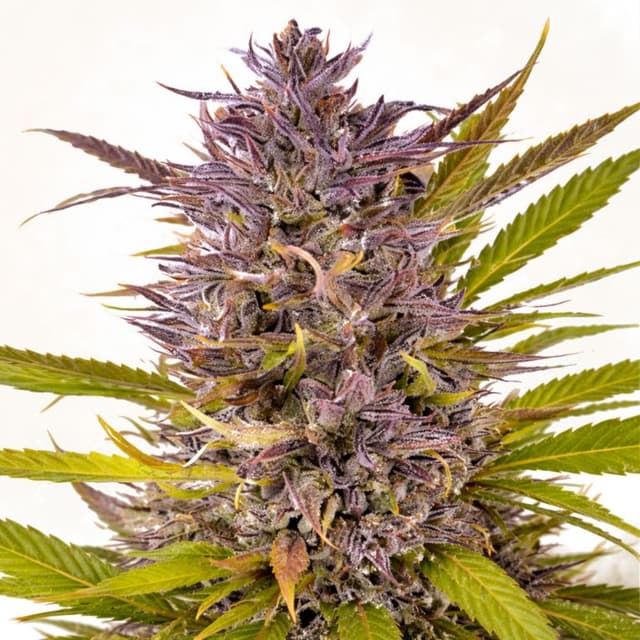 Peanut Butter Gelato Feminized