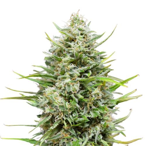 Platinum Kush Feminized