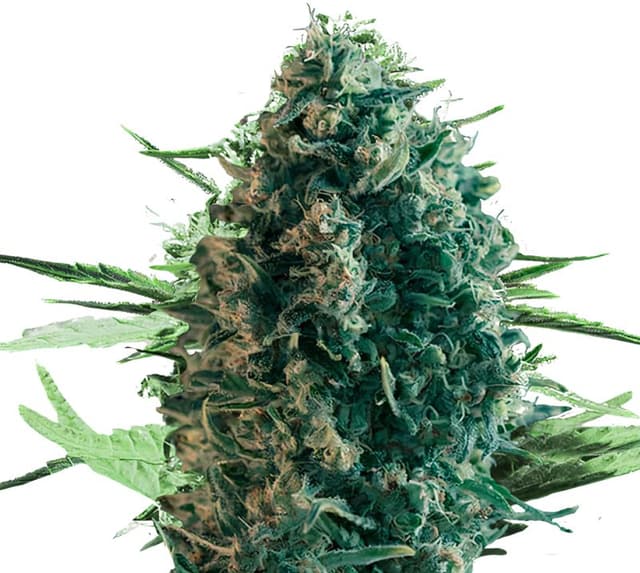 Pure Power Plant Feminized