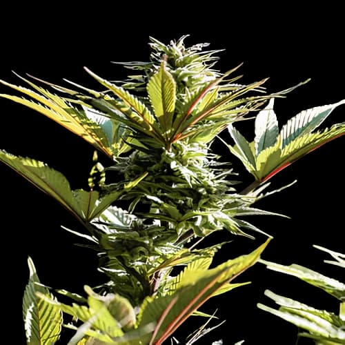 Purple Arrow Feminized