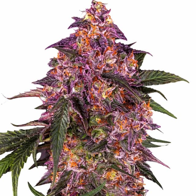 Purple Kush Feminized