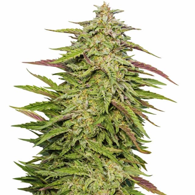 Purple Trainwreck Feminized