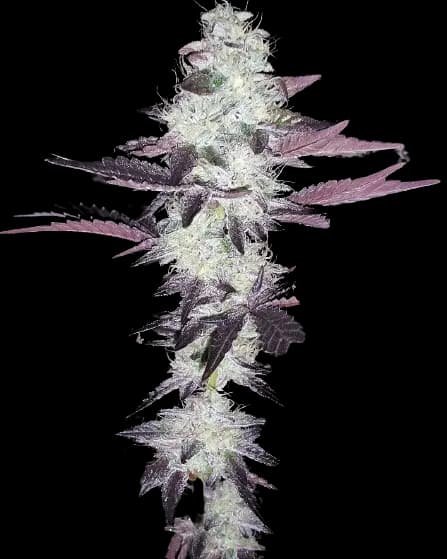 Purple Voodoo Feminized