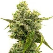 Skunky Jack Feminized