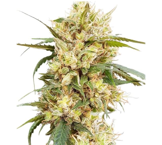 Sour Tangie Feminized