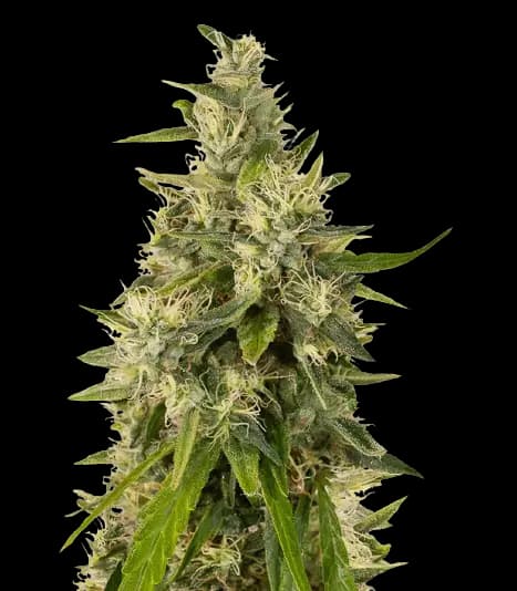 Sweet and Sour Widow CBD Feminized