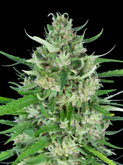 Valentine X CBD Feminized