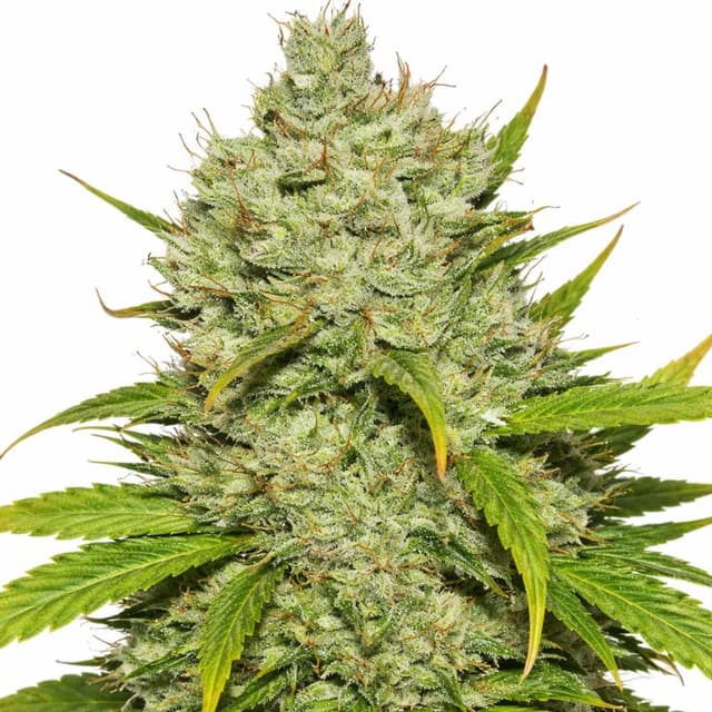 Wonder Woman Feminized